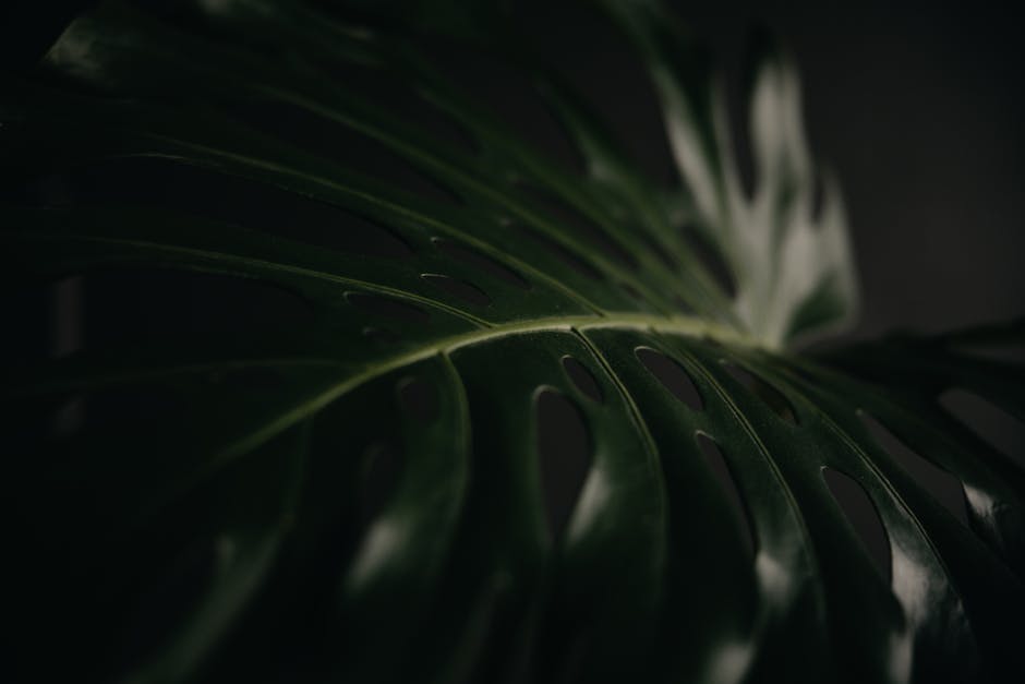 monstera bakımı nasıl yapılır