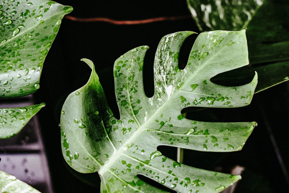 monstera çiçeği bakımı