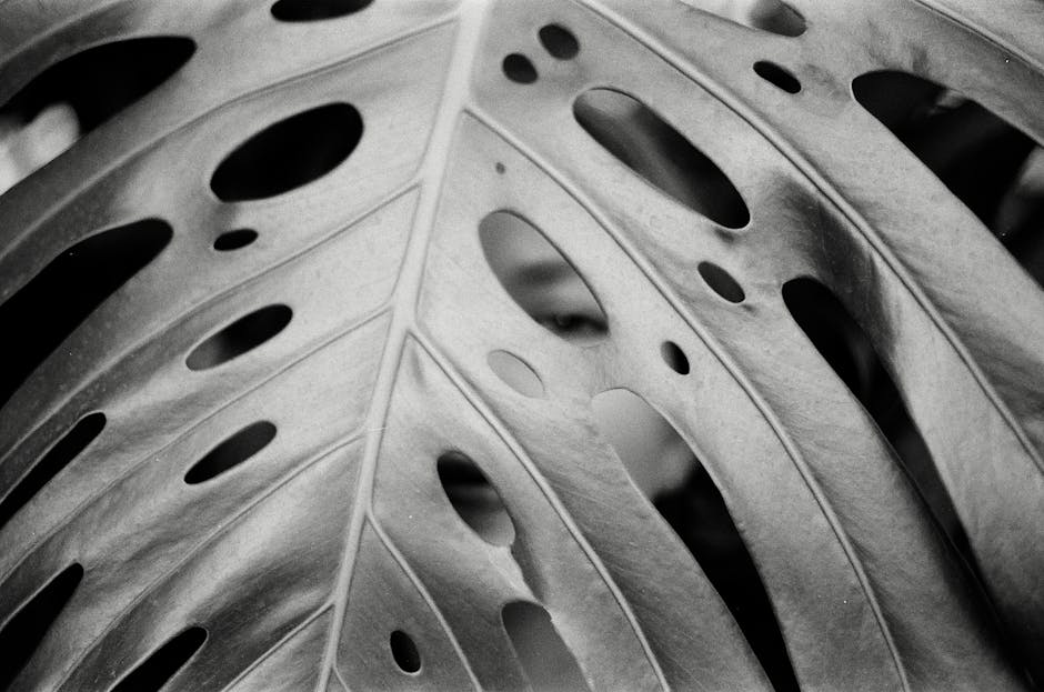 monstera çiçeği bakımı