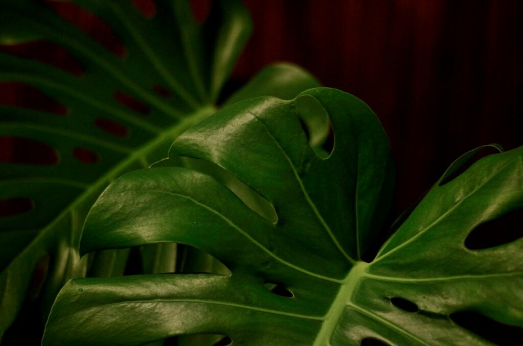 monstera monkey bakımı