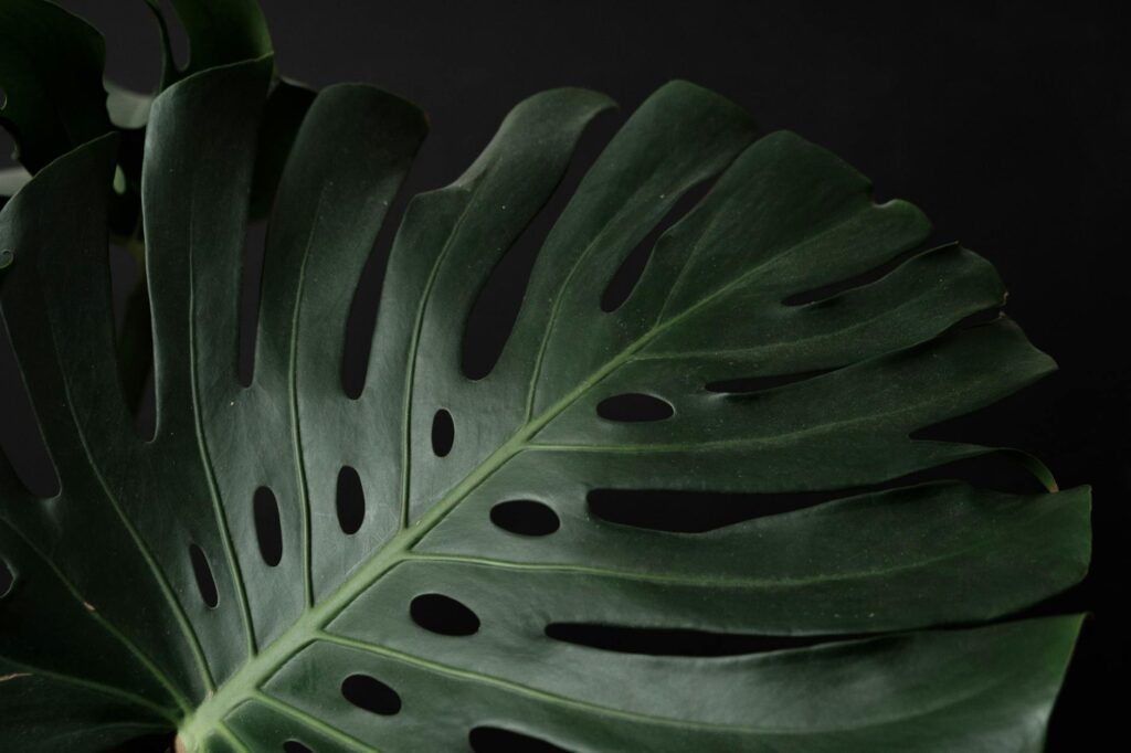 monstera neden terler