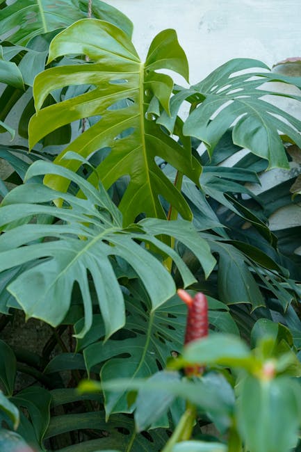 monstera yaprak sararması