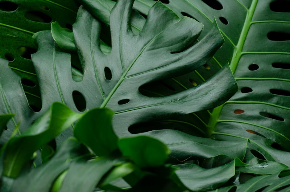 monstera yaprakları nasıl temizlenir