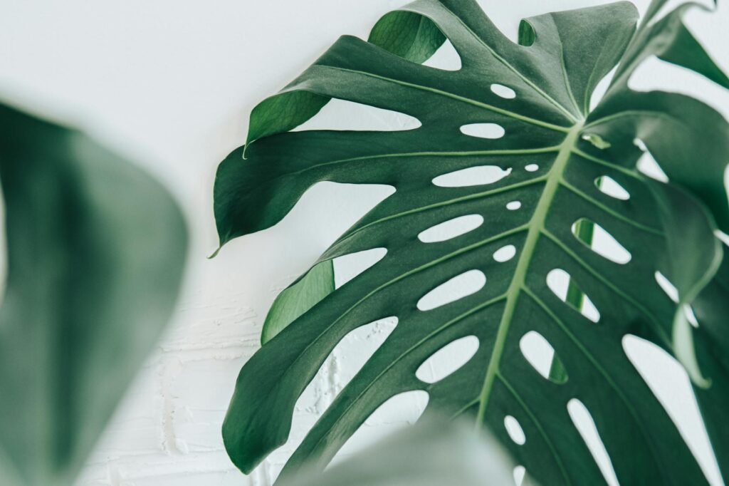 monstera yaprakları neden kıvrılır