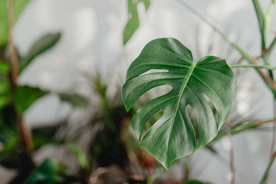 monstera yapraktan çoğaltma
