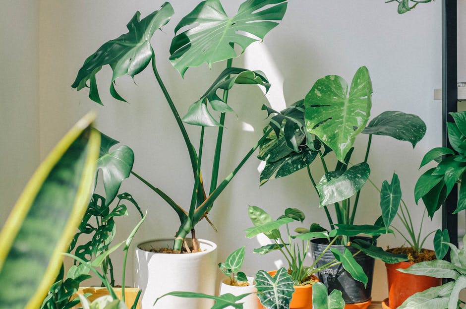sarmaşık monstera bakımı