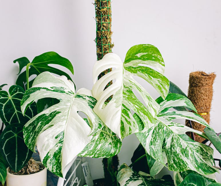 sarmaşık monstera bakımı