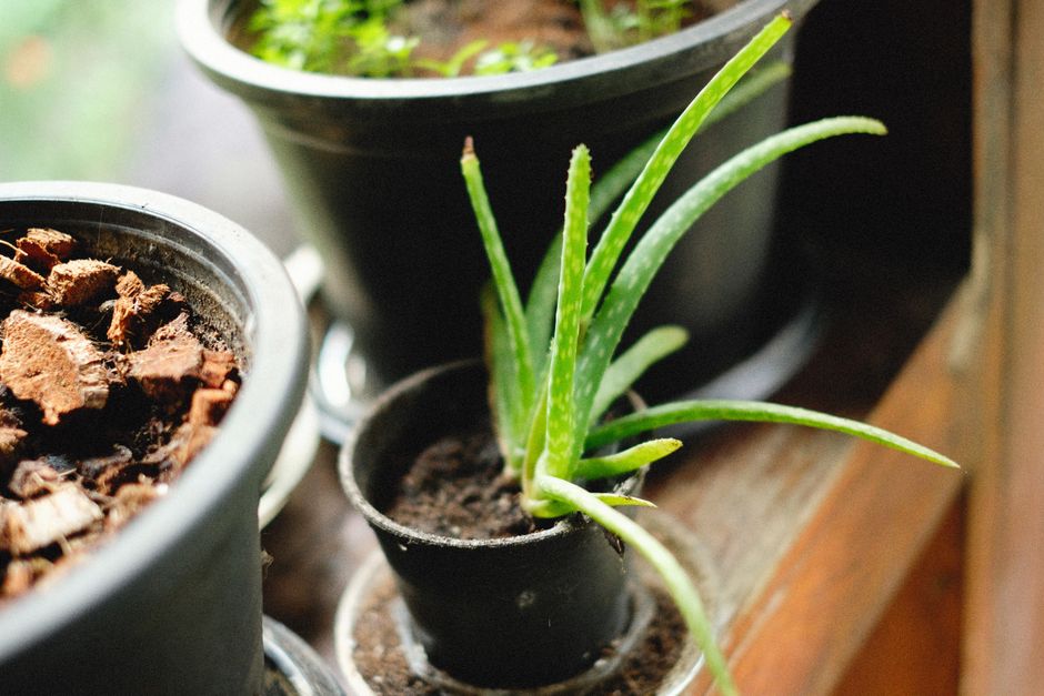 aloe vera bakımı görseli