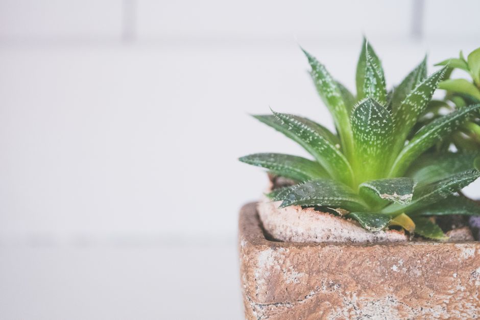 aloe vera çoğaltma görseli