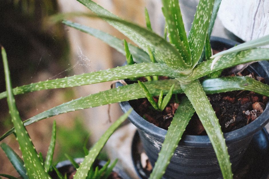 aloe vera sulama görseli