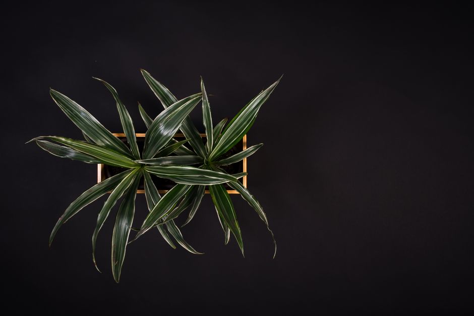dracaena marginata bakımı görseli