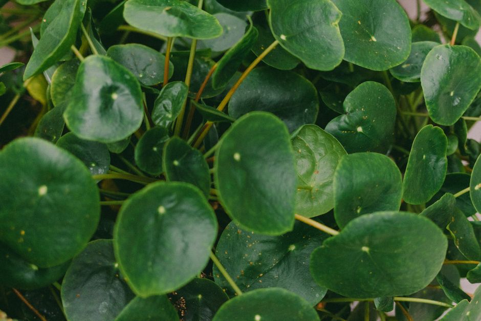 pilea bakımı görseli