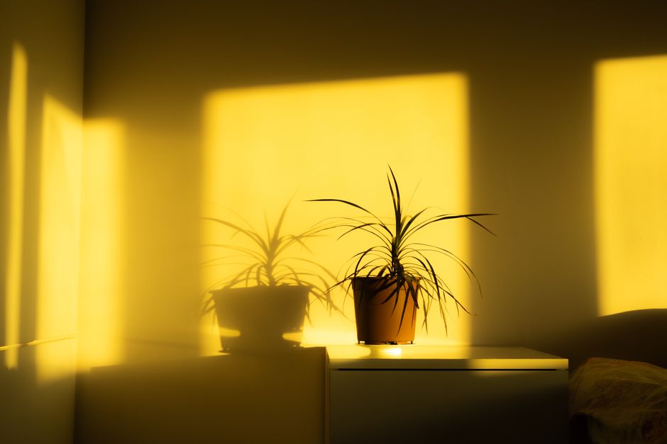 dracaena marginata yaprak kuruması görseli